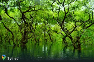 Ratargul Swamp Forest Sylhet